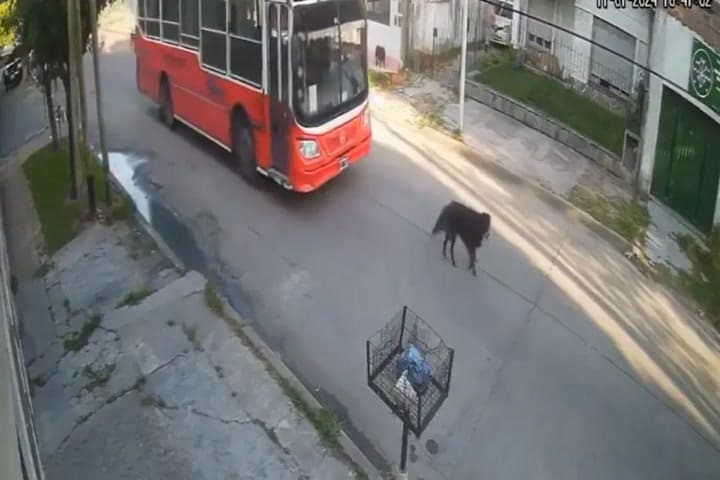 Colectivo atropella perro