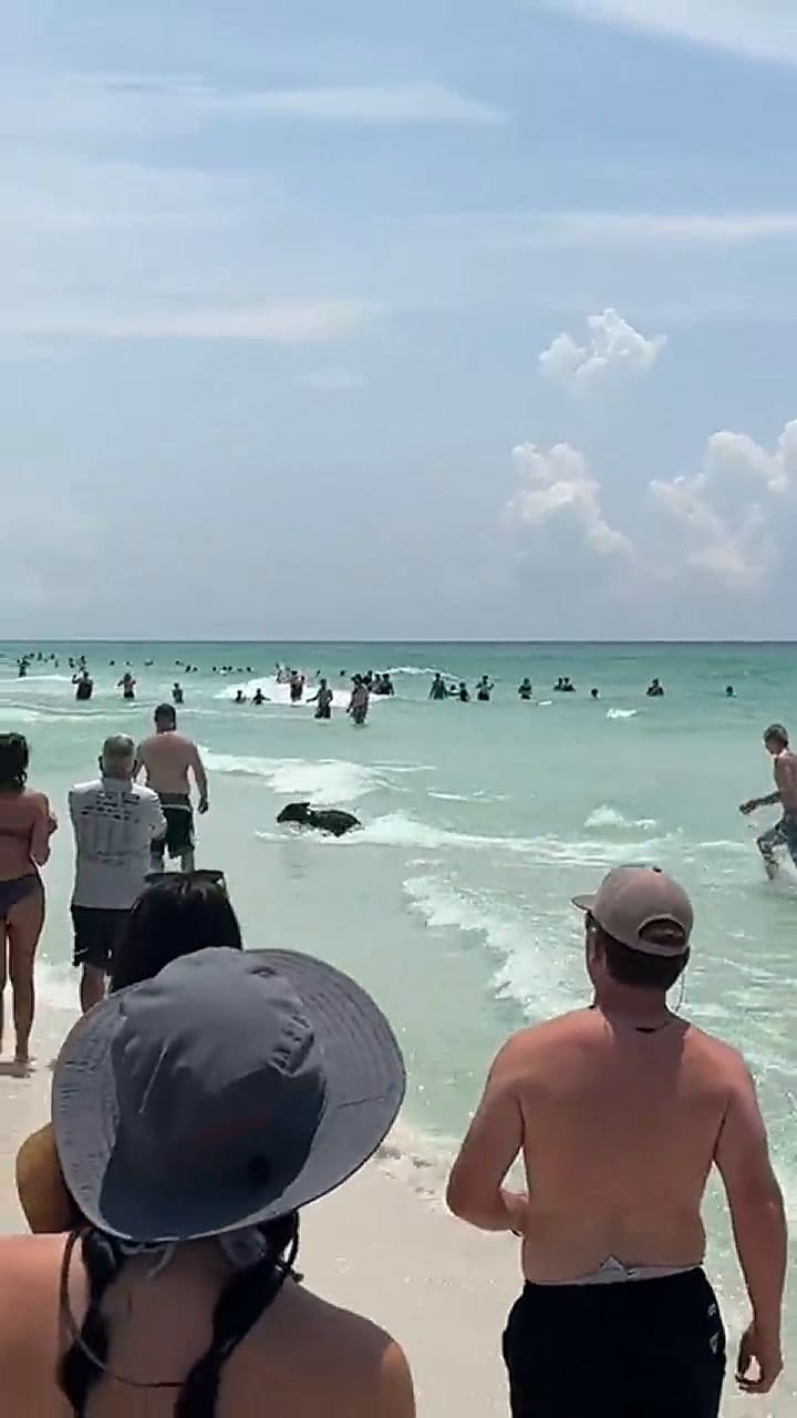 Un oso sorprendió con su aparición en una playa de Florida