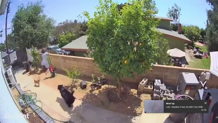 El momento en que una mujer pelea con un oso para defender a su perro