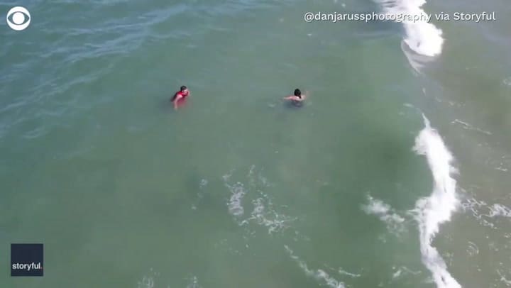 Un tiburón se acerca peligrosamente a varias personas en una playa de Florida y nadie se da cuenta
