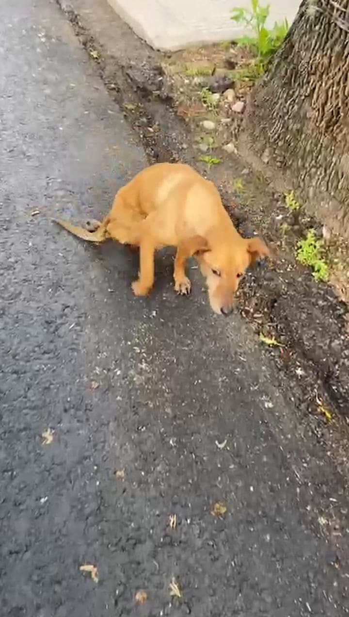 Alma fue abandonada en un contenedor de basura