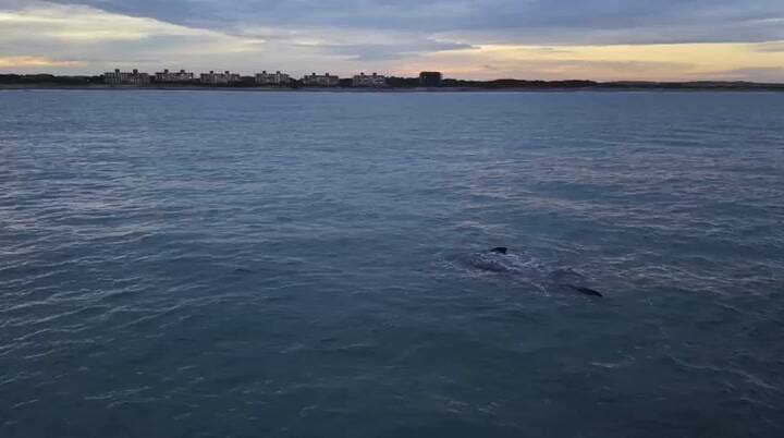 Ballenas a metros de la costa: el increíble avistaje en Costa Esmeralda - Gentileza José Carné