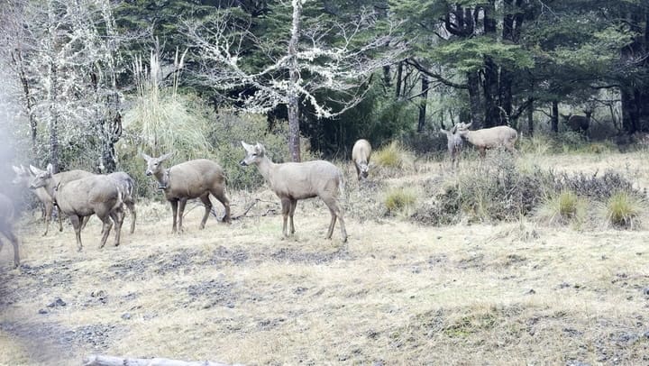 Un grupo de huemules en la Reserva Huilo Huilo