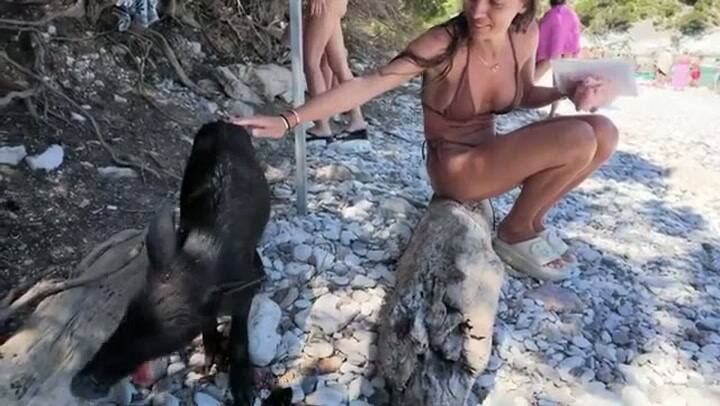 Nicolás Tagliafico y Caro Calvagni visitaron una playa con cerdos salvajes