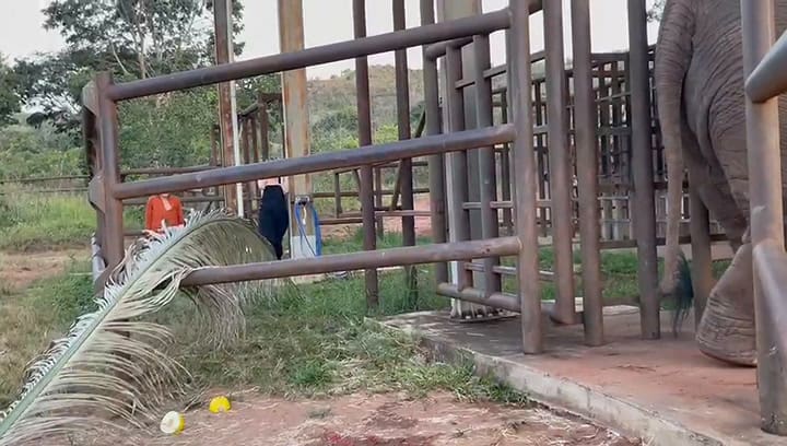 Los primeros días de las elefantas Pocha y Guillermina en Brasil