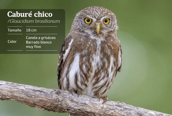 Caburé Chico.nota