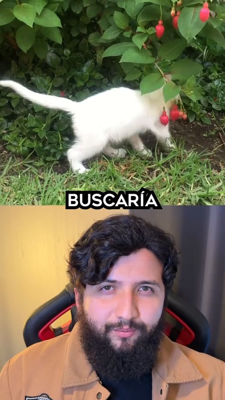 Las 7 razones por las que un gato duerme sobre tu cuerpo