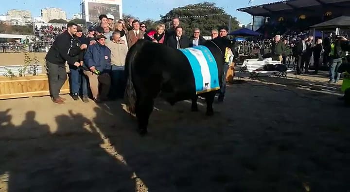 El Gran Campeón Macho Angus