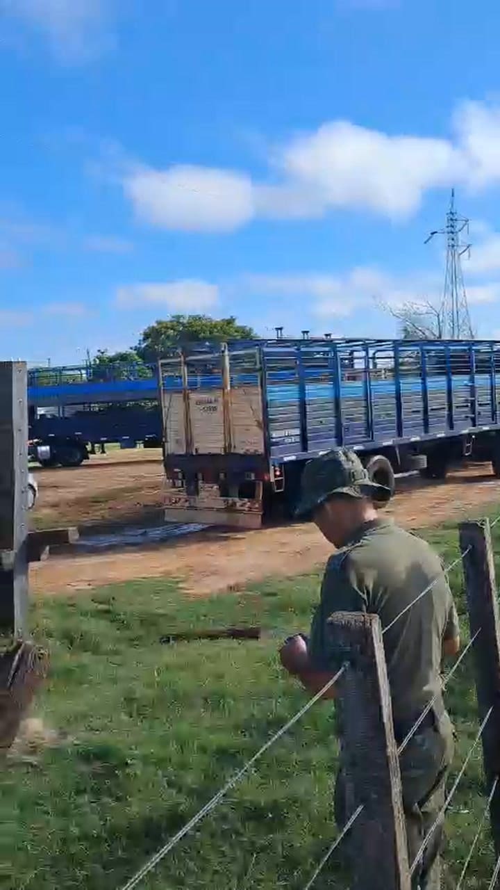 Los animales fueron llevados a un campo del INTA en Santo Tomé