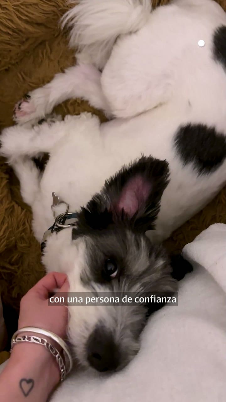 Huellitas: Tres señales para saber que tu perro te ama
