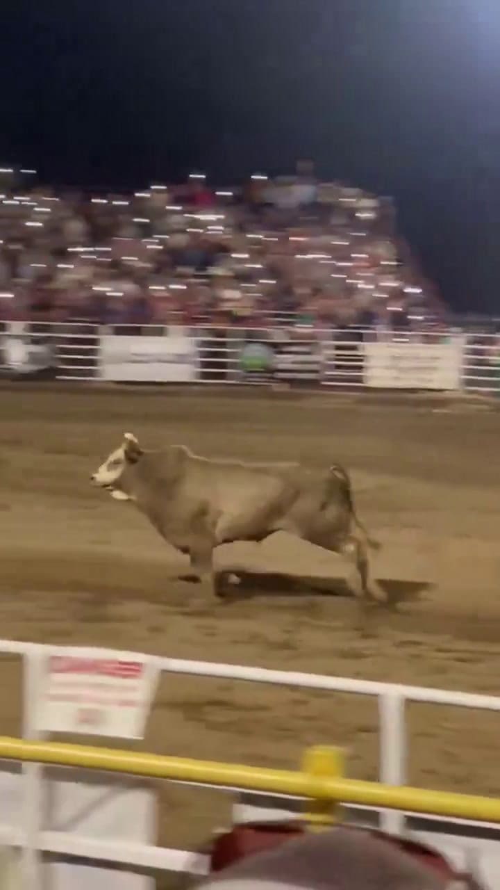 Video Del Toro