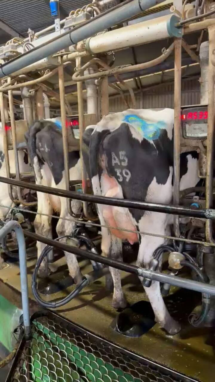 Trabajan en un tambo con unas 700 vacas