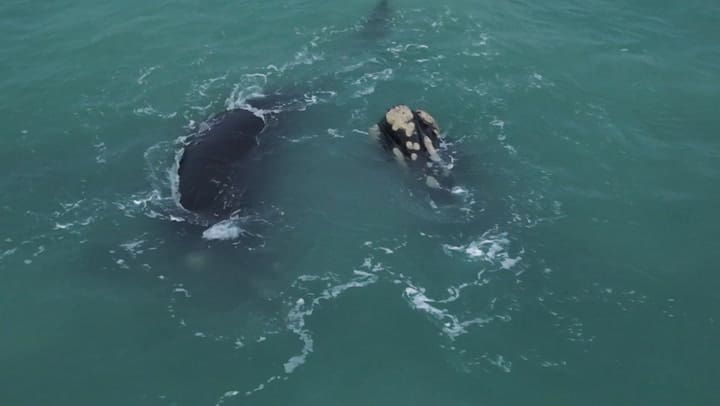 Gigantes del mar frente a la playa: así se vieron las ballenas - Gentileza José Carné
