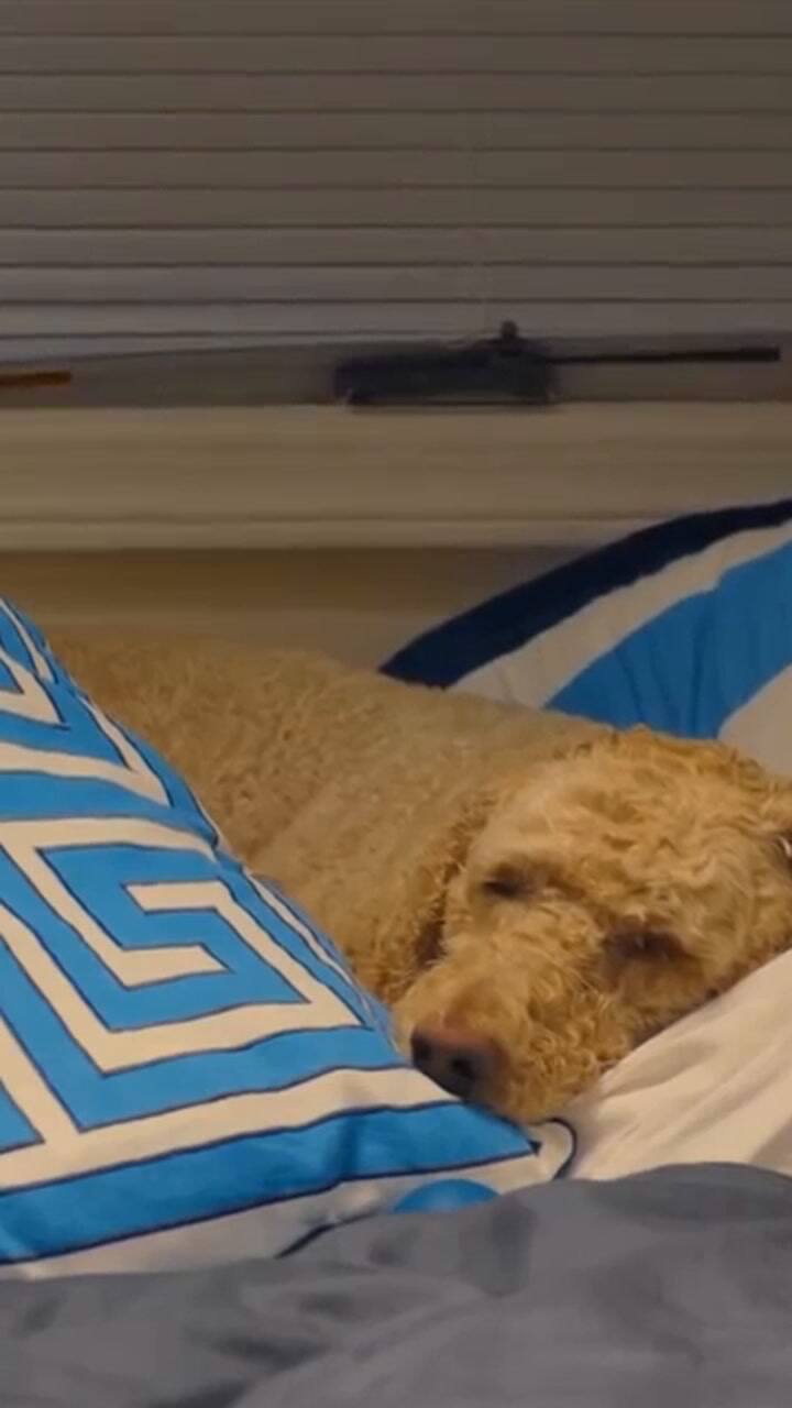 Cómo proteger a tu perro del frío - Experto animal