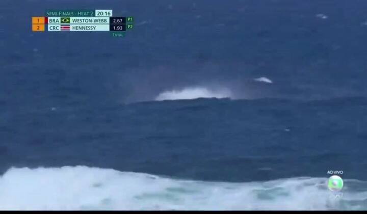 La ballena que apareció en los Juegos Olímpicos