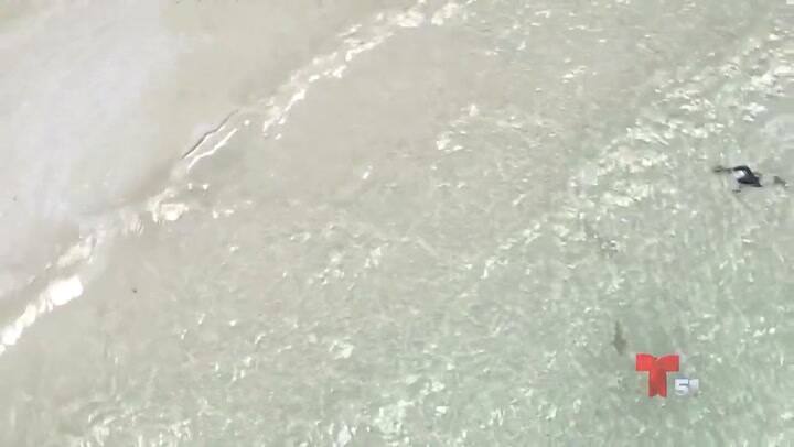 Miami Beach: por las playas vacías, los tiburones nadan muy cerca de la orilla - Fuente: Telemundo
