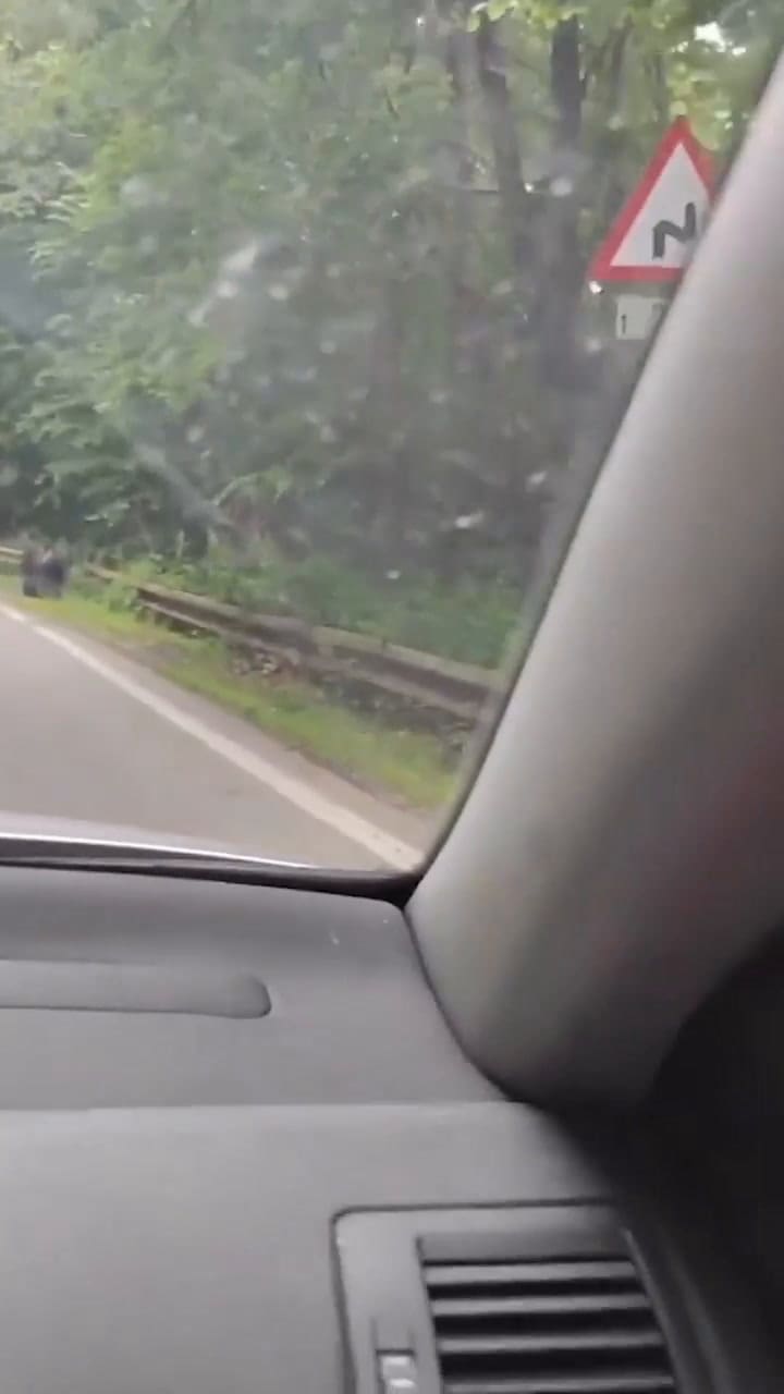 El video del oso que se volvió viral