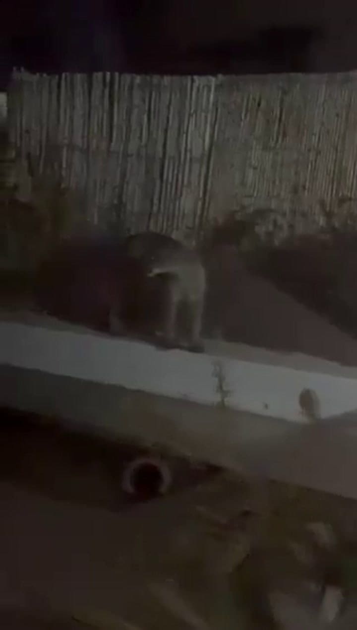 Mendoza: se despertó y encontró a un puma paseando por el patio de su casa