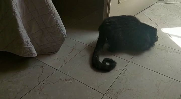 El mono se encontró en condiciones de abandono por estar encerrado sin luz, agua ni ventilación