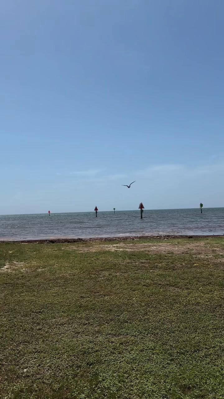 El rescate de un ave marina que luchaba por mantenerse a flote y volvió a la libertad