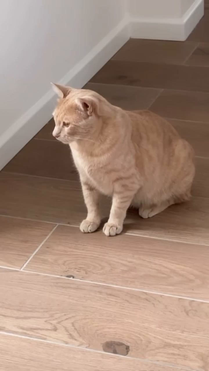 Lali mostró la reacción de su gato Villano tras la adopción de Esteban