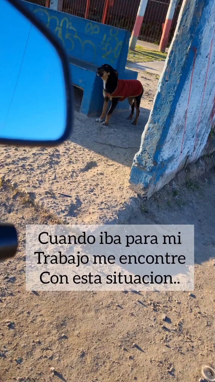 La Historia Completa De Paz En Un Mundo Donde Donde El Abandono Y La Indiferencia Es Cada Vez Mas Comun.. Estas Historias Nos Dan Esperanzas..#amor #Perros #Adoptanocompres