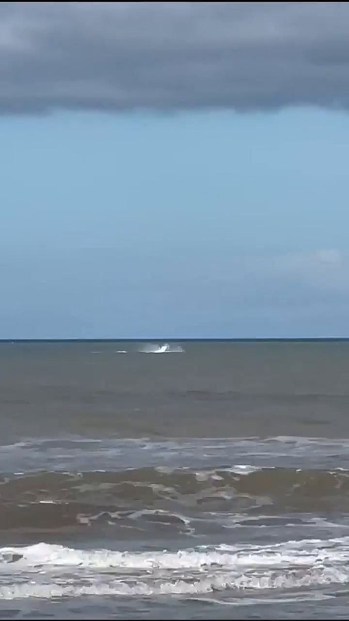 Ballenas frente a Cariló