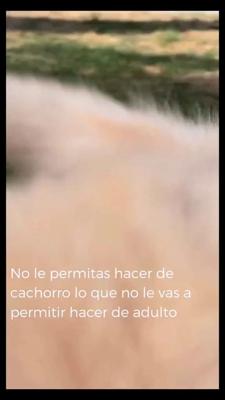 Una Buena Crianza Para Tu Consentido #Perritostiktokers #Goldenpuppy #Centralpets #Peru #Fyp #Tips #Curiosidades #Dogsoftiktok #Datoscuriosos #Golfenretriever