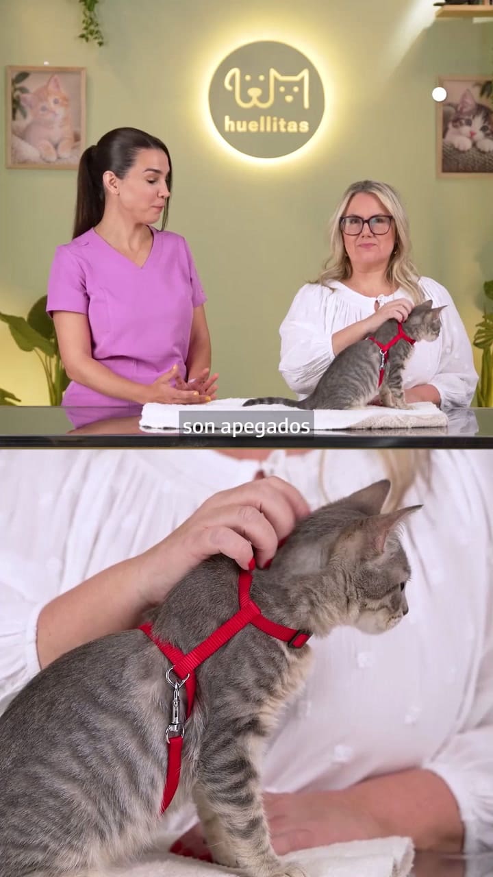 Tres señales que tu gato te ama