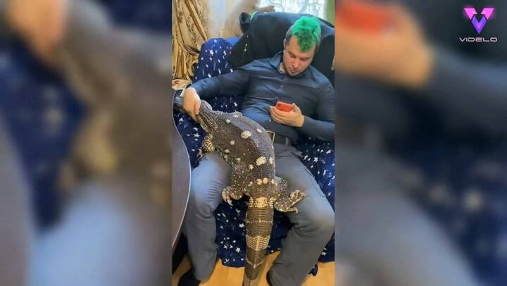 Esta pareja rusa tiene un lagarto gigante como mascota