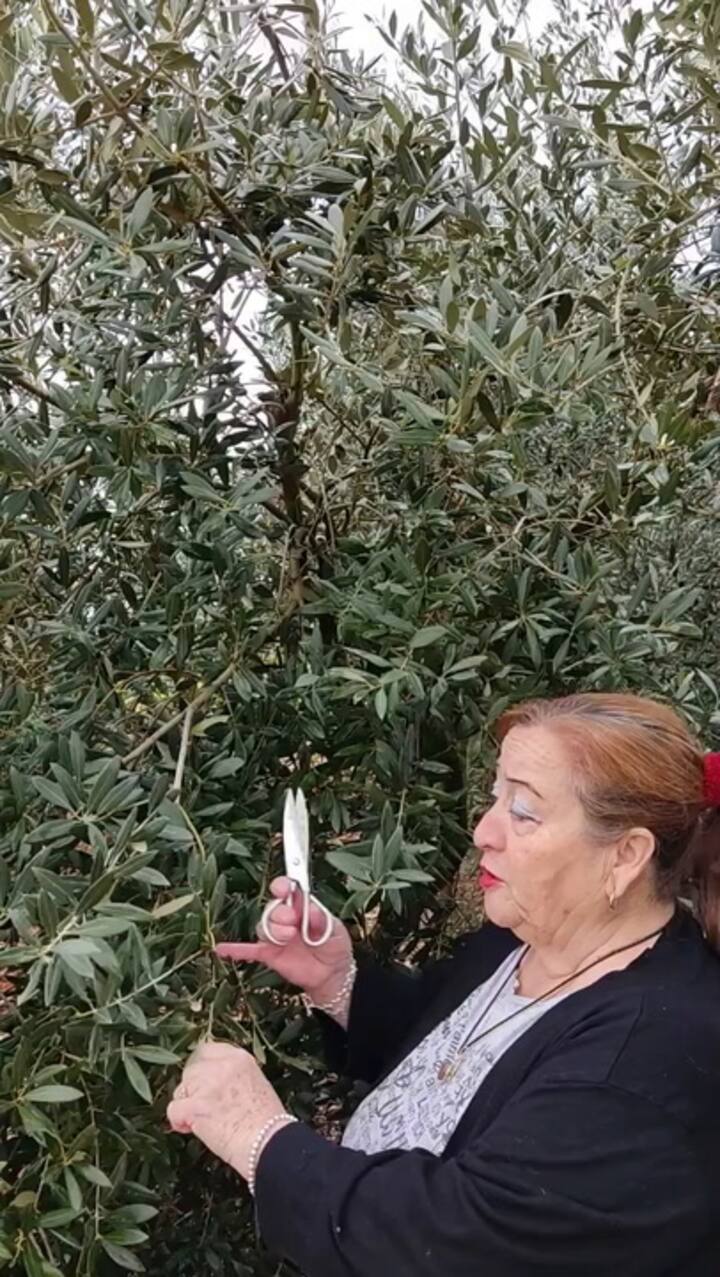 Hojas de Olivo