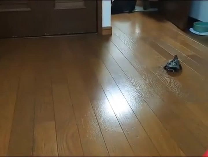 La tortuga que anda en skate