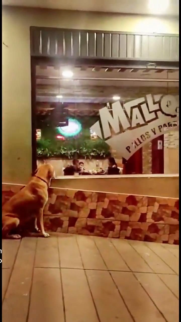 Le compró comida a un perro callejero y se volvió viral