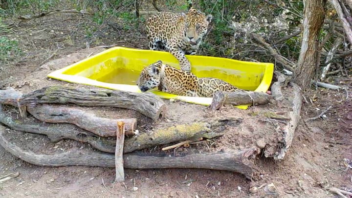 Tania y Qaramtá en una pileta dentro del corral