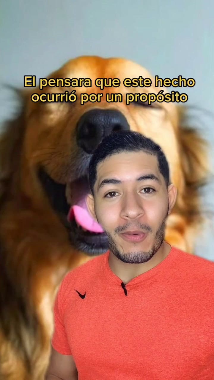 Qué siente un perro cuando lo pisas