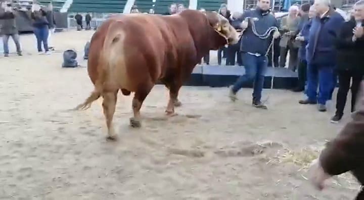 Nicanor, el primer animal en la muestra