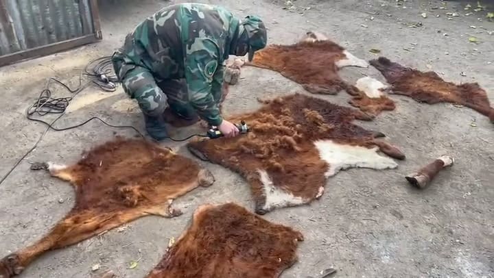 Encontraron armas y varios cueros en un allanamiento de la Policia de Buenos Aires