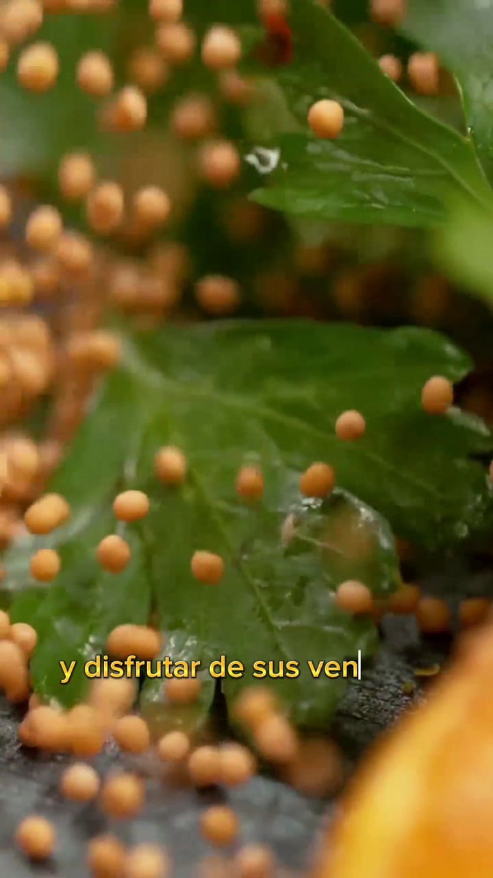 Los beneficios de las semillas de mostaza