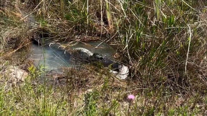 Una mujer visitó el Parque Nacional Everglades y se encontró con una pitón y un caimán