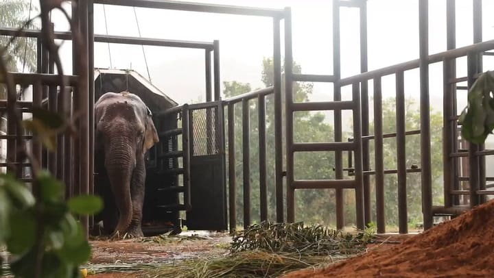 Los últimos días de Pocha en el santuario de Mato Grosso