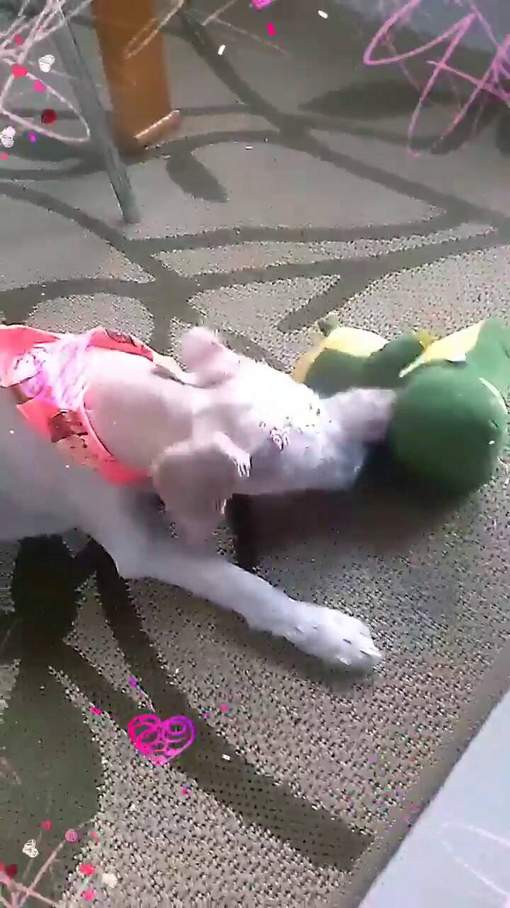 Así está actualmente la perra encontrada en un sillón usado