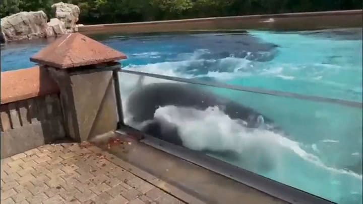 La orca más solitaria del mundo golpea la cabeza contra el tanque en un parque marino