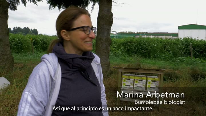 Marina Arbetman en su primer encuentro con el uso industrial de abejorros europeos