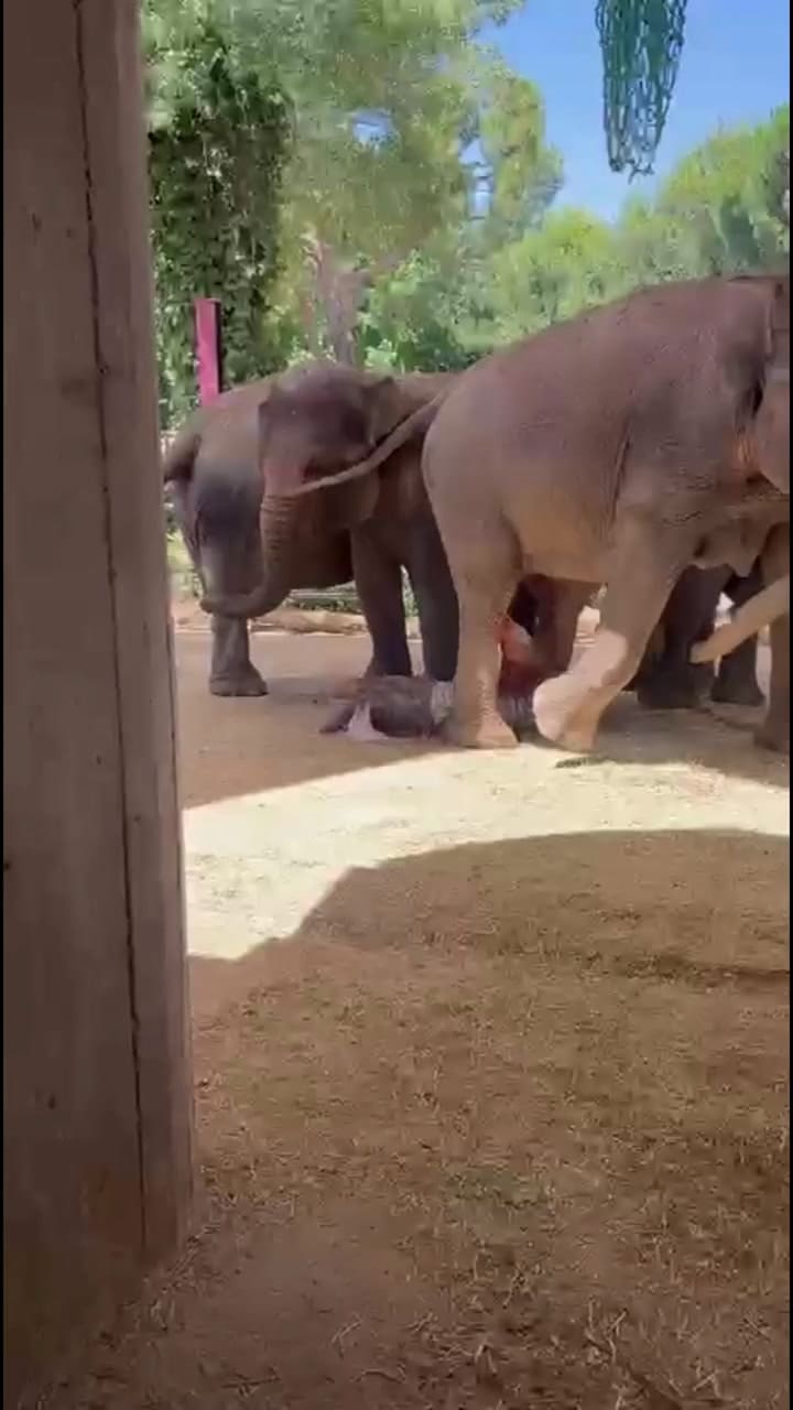 Así fue el nacimiento de una cría de elefante asiático: la manada la protegió desde el primer instante