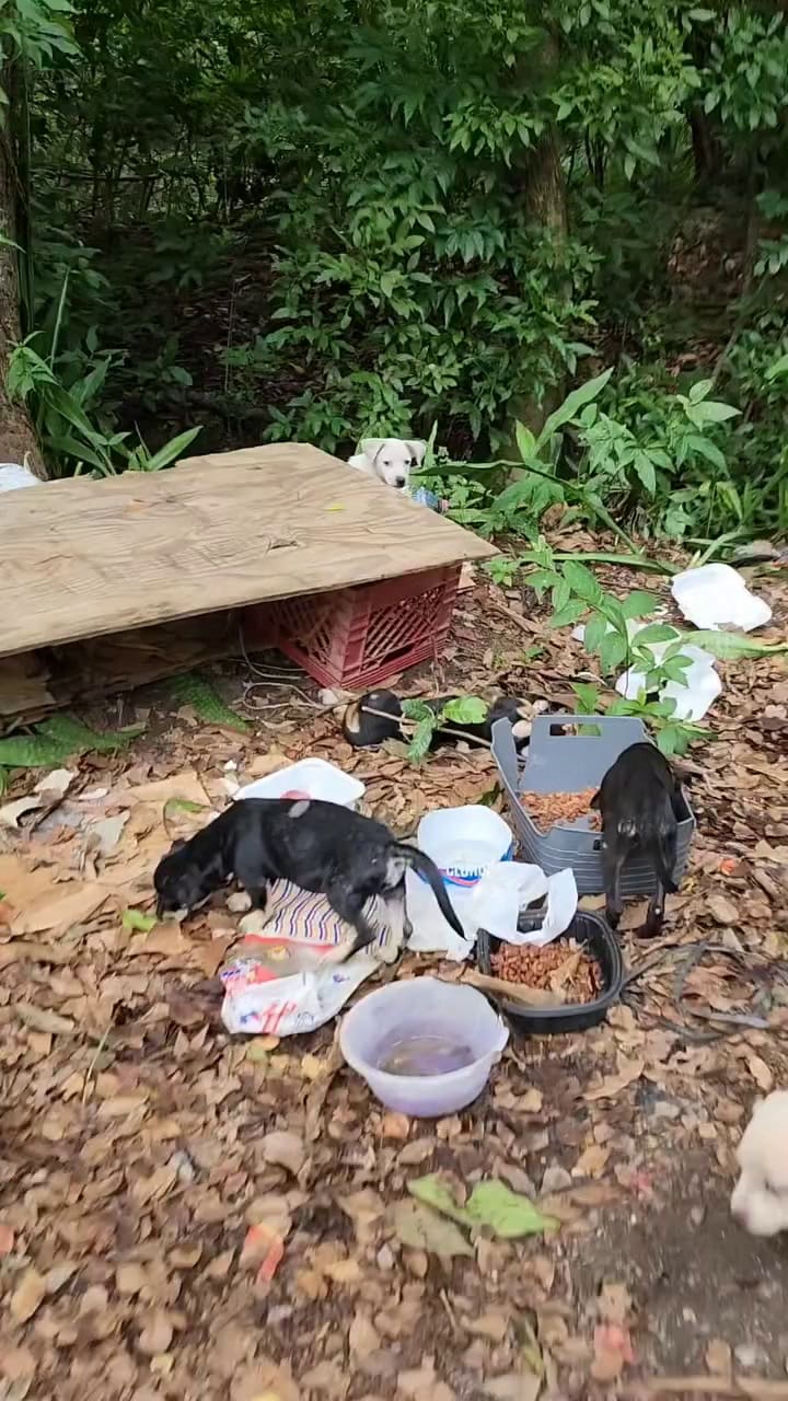 El conmovedor rescate de un grupo de cachorritos en Puerto Rico