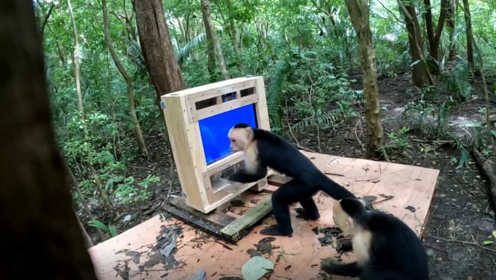 16 monos interactuaron de manera voluntaria con el dispositivo