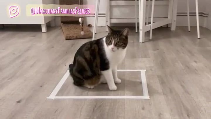 De qué trata el contorno ilusorio en los gatos