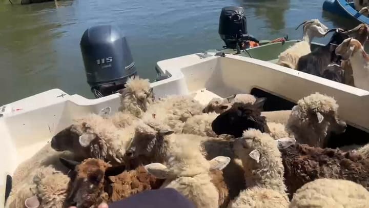 Los productores debieron empezar a evacuar la isla