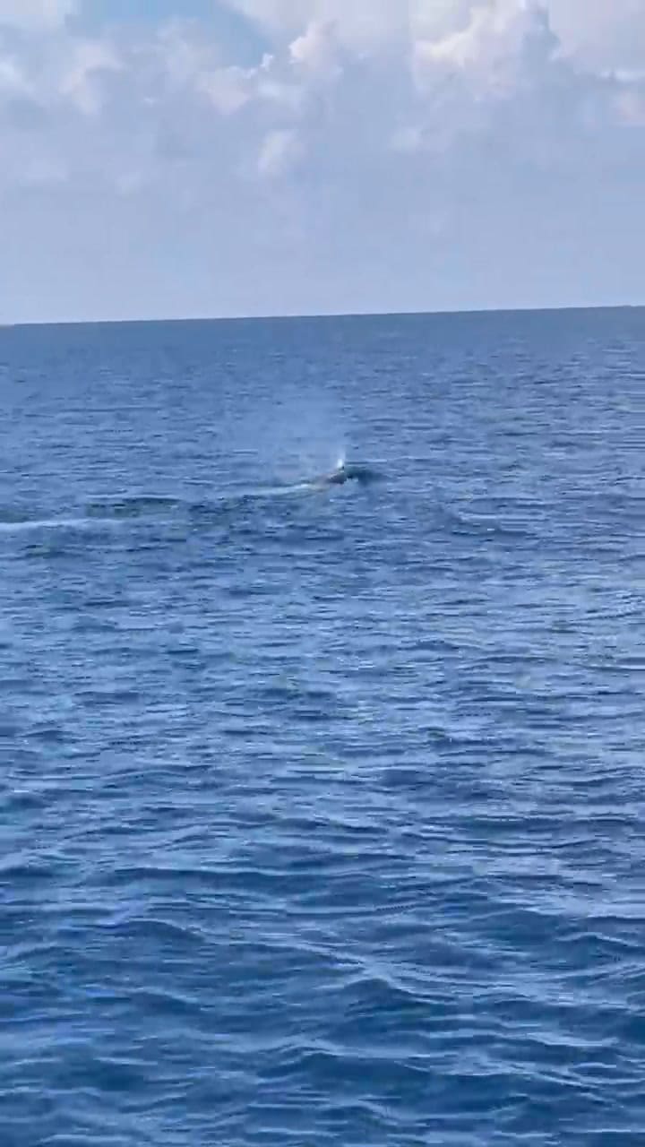 La guardia costera de Estados Unidos vio a tres ejemplaes de una ballena en peligro de extinción