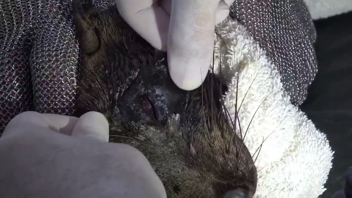 De Dock Sud a San Clemente, el regreso al mar de un lobo marino rescatado